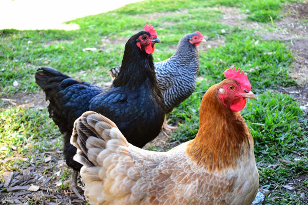 Keeping Chooks Benefits of keeping suburban chooks - honeycombliving