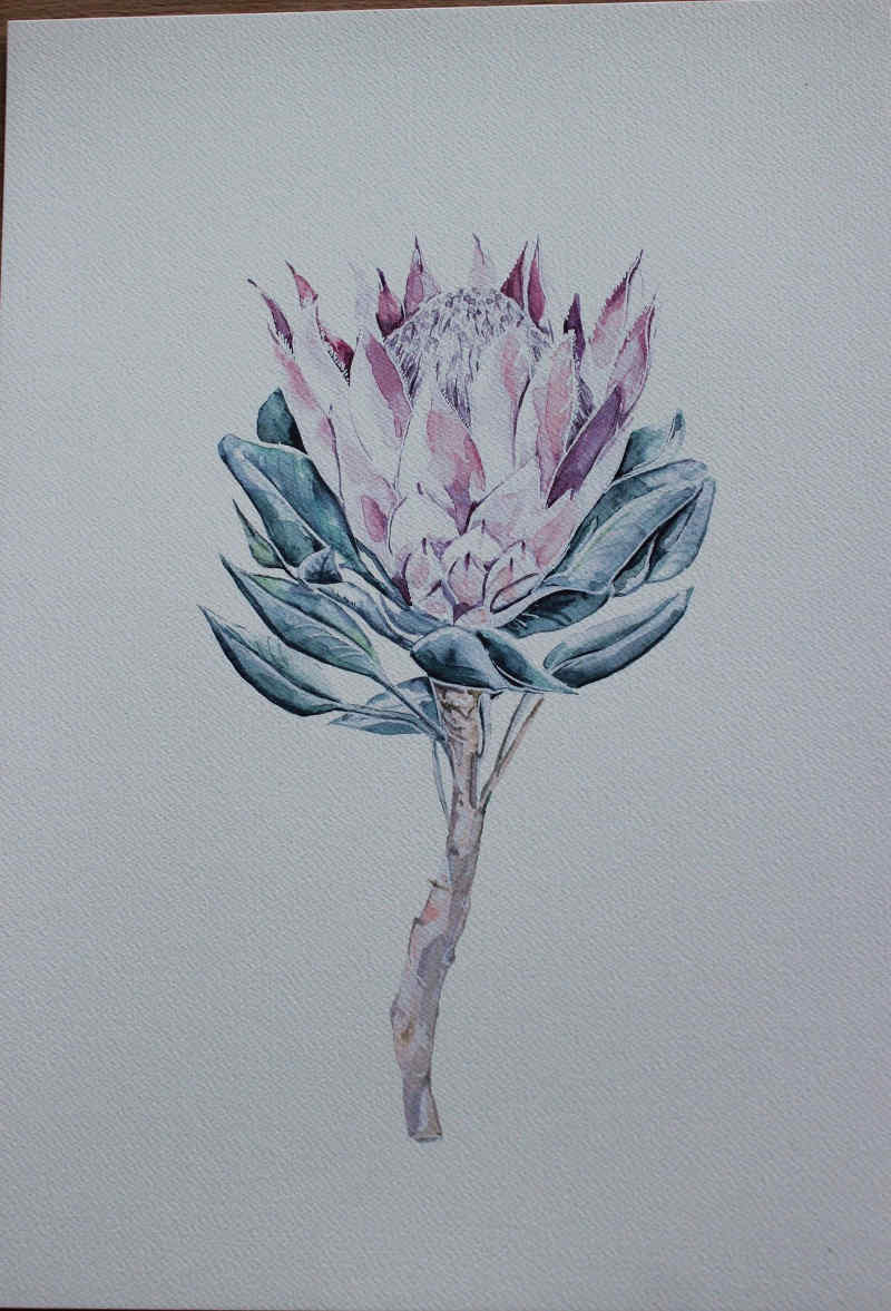 Protea Print