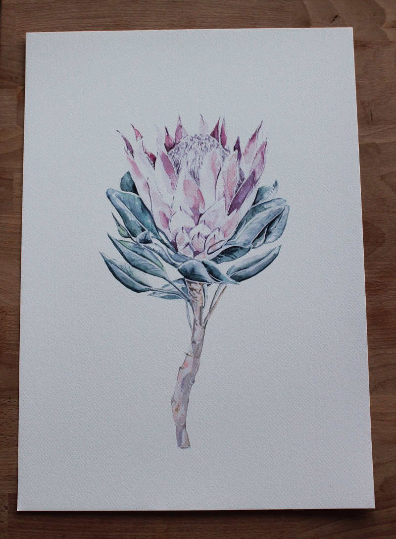 Protea Print